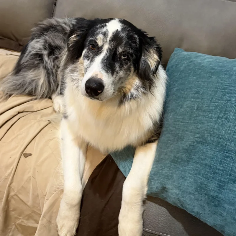An adult medium-sized male White / Cream Australian Shepherd dog named Maverick for adoption in Chatham, NJ