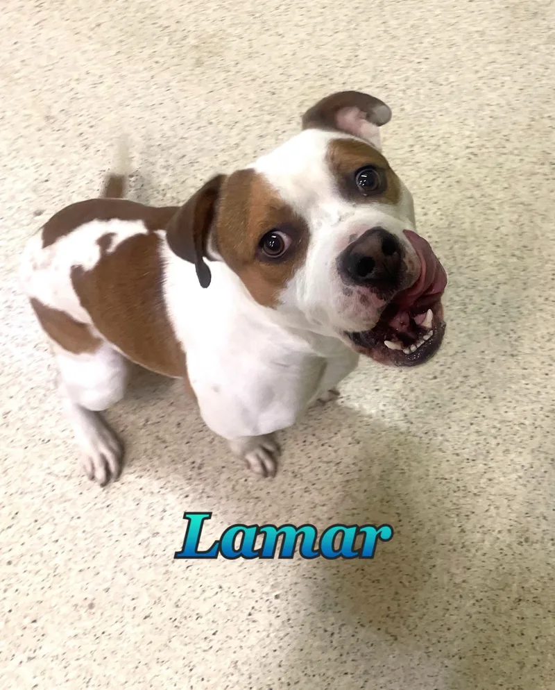 An adult medium-sized male Bulldog dog named Lamar for adoption in Muncie, IN