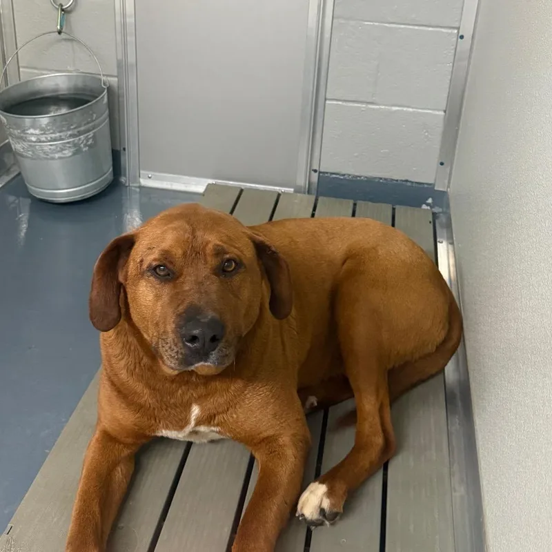 An adult medium-sized female Brown / Chocolate Rhodesian Ridgeback dog named Izzy for adoption in Galax, VA