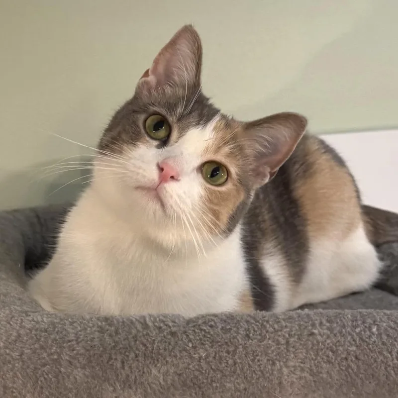 A young small-sized female White Domestic Short Hair cat named Hazel for adoption in Goshen, IN