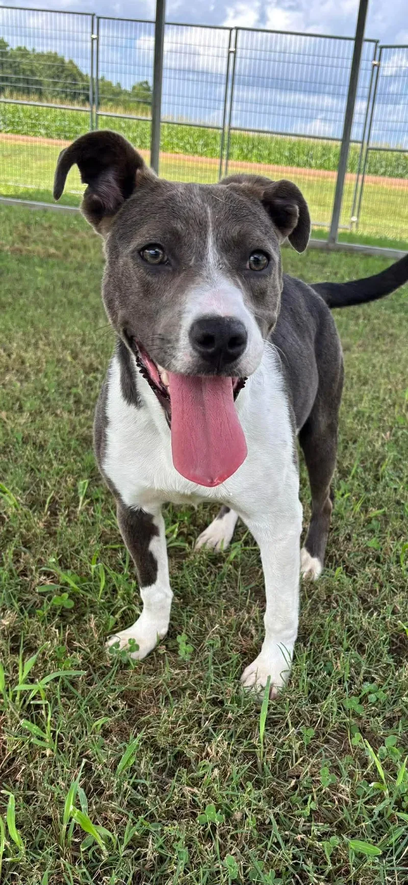 A young medium-sized female Pit Bull Terrier dog named Pippin for adoption in Carmel, NY