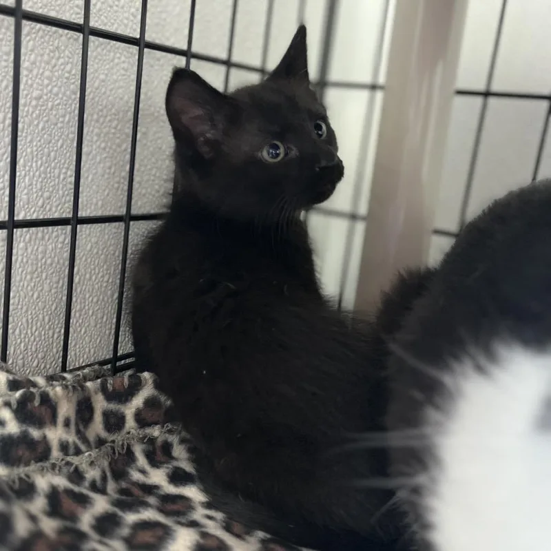 A baby small-sized male Black Domestic Short Hair cat named Duncan for adoption in Canton, IL