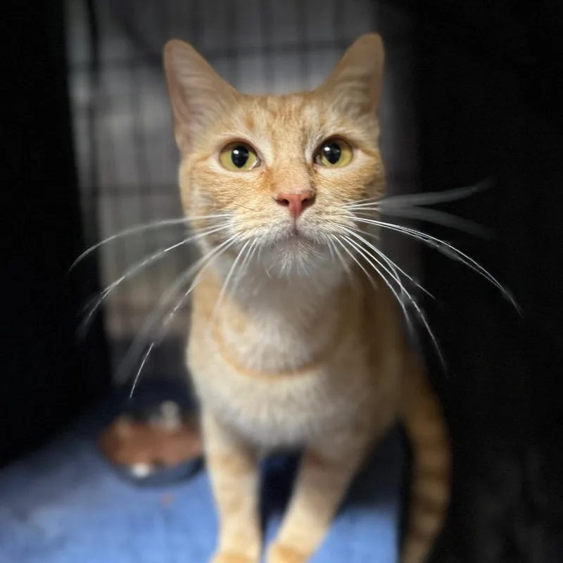 A young medium-sized female Orange / Red Domestic Short Hair cat named Buttercup for adoption in Fredericksburg, TX