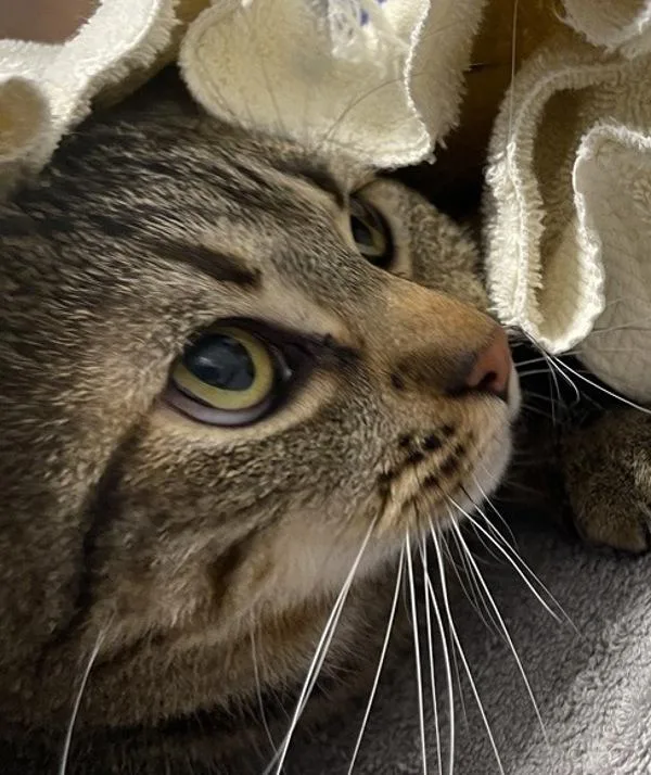 An adult medium-sized male Domestic Short Hair cat named Ted for adoption in Escondido, CA