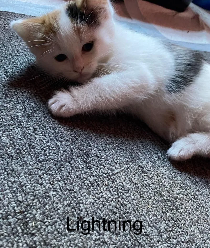 A baby medium-sized female Domestic Short Hair cat named Lightning for adoption in Brainardsville, NY