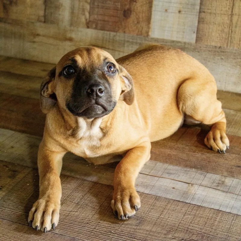 A baby medium-sized female Yellow / Tan / Blond / Fawn Mixed Breed dog named Daisy for adoption in Pelham, NH