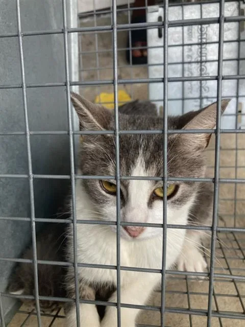 A young small-sized female Domestic Short Hair cat named Zena for adoption in Dallas, TX