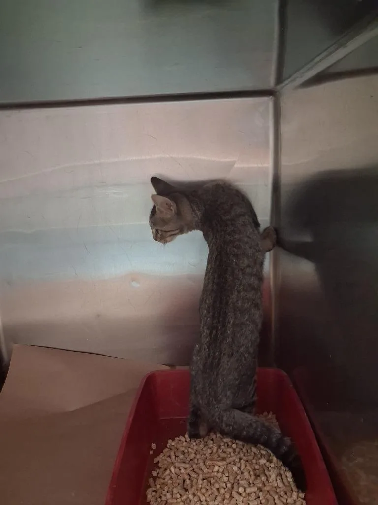 A baby large-sized male Domestic Short Hair cat named Luigi for adoption in Cartersville , GA