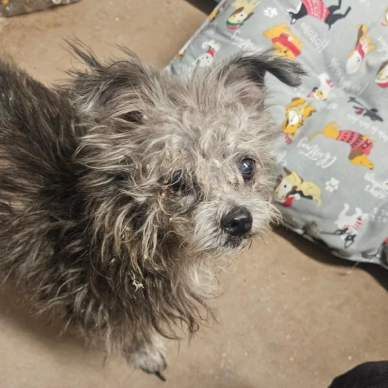 A senior small-sized male Terrier dog named Goblin for adoption in Stephenville, TX