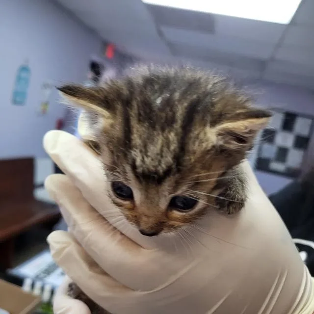 A baby small-sized female Domestic Short Hair cat named Meredith Grey for adoption in Fort Walton Beach, FL