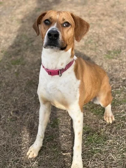 An adult large-sized female Hound dog named Pansy for adoption in Conway, SC