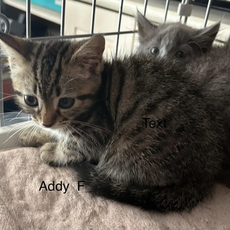 A baby medium-sized female Domestic Short Hair cat named Addy for adoption in White Bluff, TN