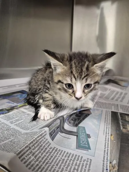 A baby small-sized male Domestic Short Hair cat named If for adoption in Lawrenceville, GA