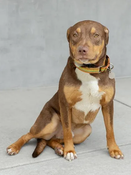 A young large-sized male Mixed Breed dog named Gio for adoption in Longmont, CO