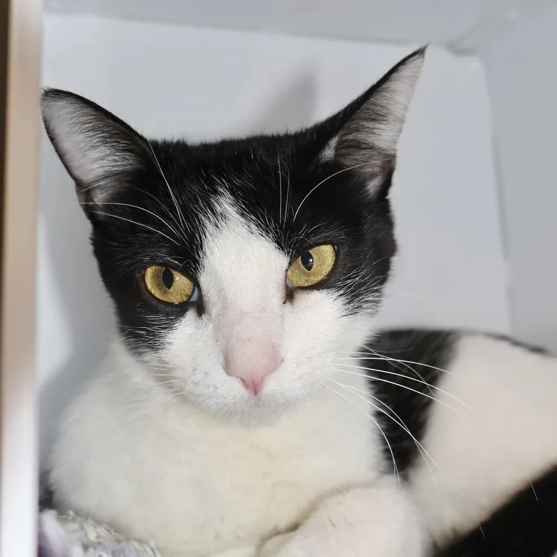 An adult small-sized female White Domestic Short Hair cat named Marcielle for adoption in Briarcliff Manor, NY