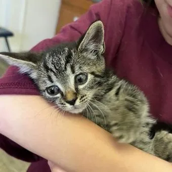 A young small-sized female Tabby (Gray / Blue / Silver) Domestic Short Hair cat named Goldberry for adoption in Marshall, NC
