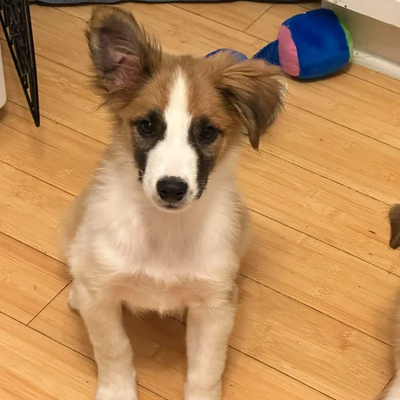 A baby medium-sized male Golden Collie dog named Sherlock for adoption in Brockport, NY