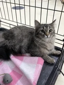A young medium-sized female Tabby (Buff / Tan / Fawn) Domestic Medium Hair cat named Tulip for adoption in Black River Falls, WI