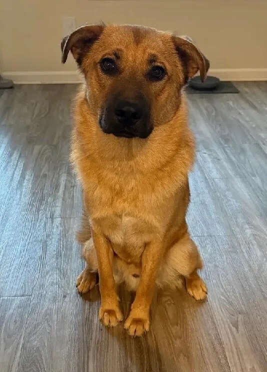 A baby large-sized male German Shepherd Dog dog named Bear for adoption in Van Nuys, CA
