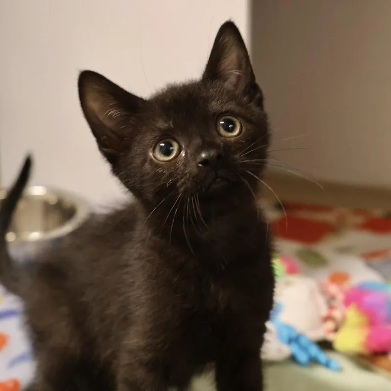 A baby small-sized male Black Domestic Short Hair cat named Corky for adoption in Briarcliff Manor, NY