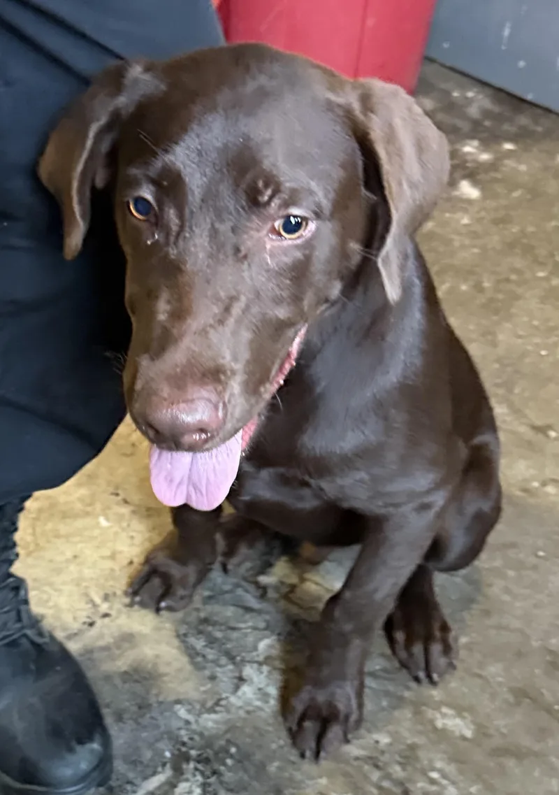 A baby large-sized male Brown / Chocolate Chocolate Labrador Retriever dog named Tigger HOLD for adoption in Canton, OH