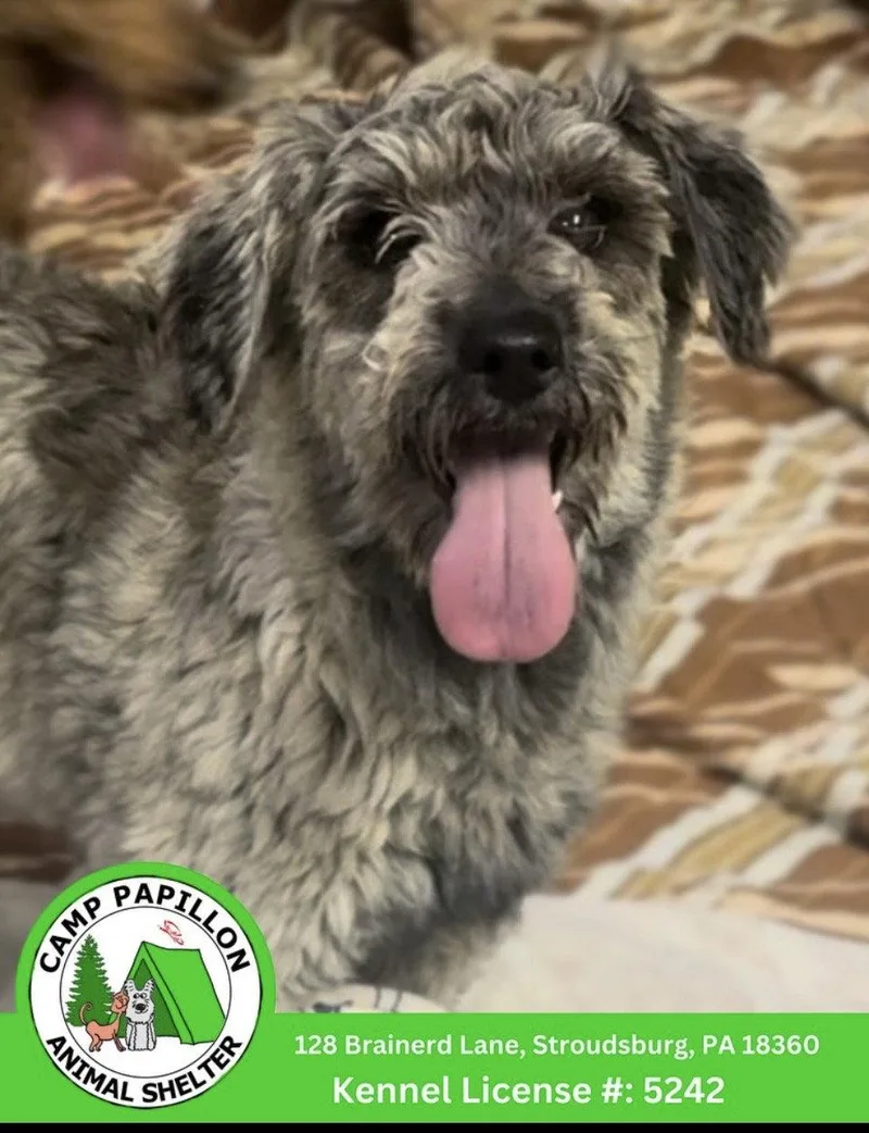 A young medium-sized female Schnauzer dog named Kelly for adoption in Stroudsburg, PA