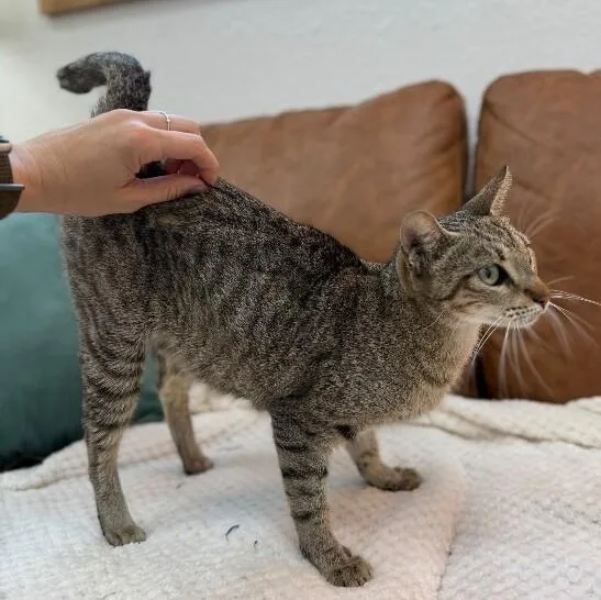 An adult medium-sized female Tabby (Brown / Chocolate) Tabby cat named Buttercup Alvin for adoption in Friendswood, TX