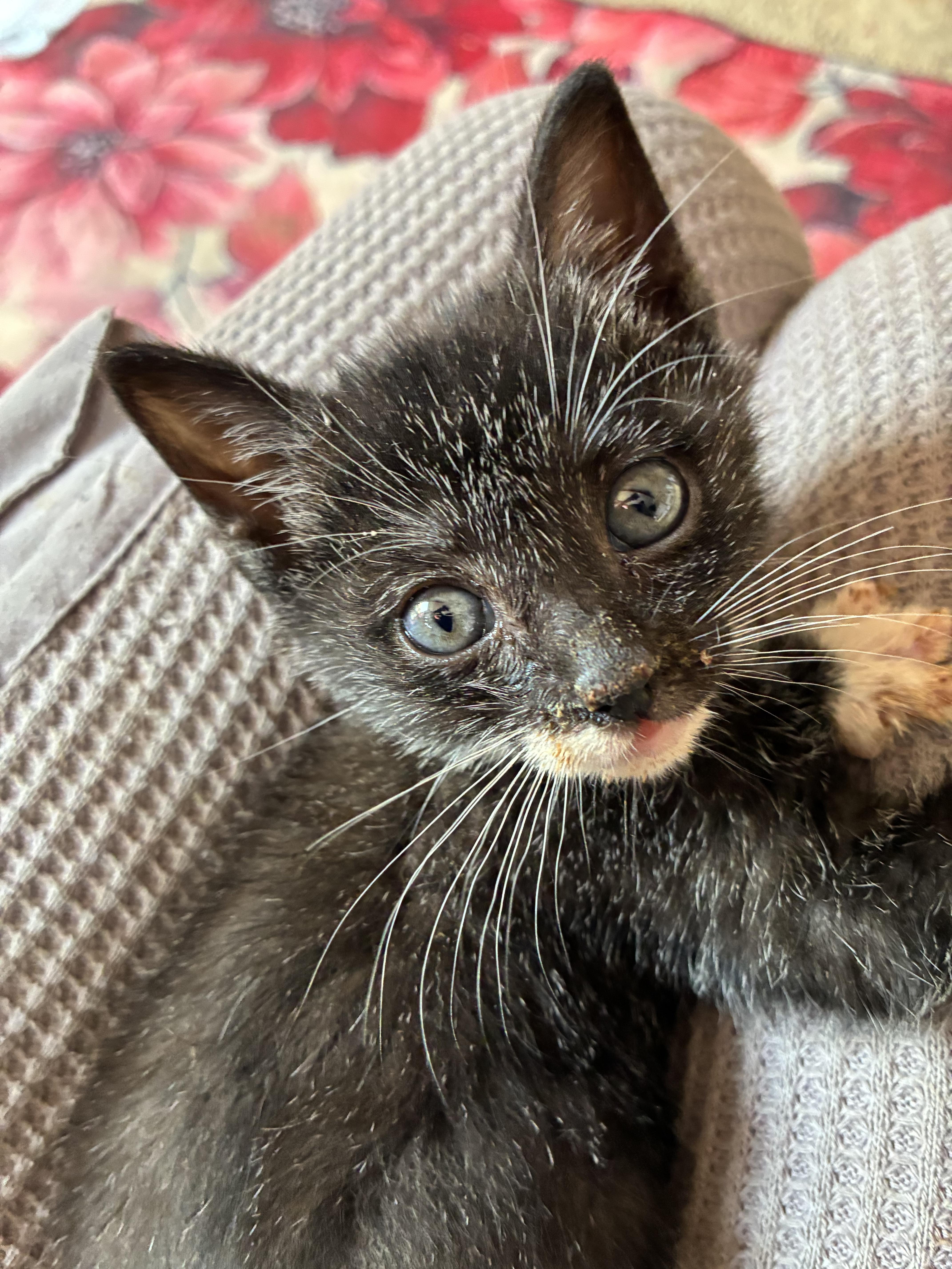 A baby small-sized female Black & White / Tuxedo Domestic Short Hair cat named Melantha for adoption in Bayonne, NJ