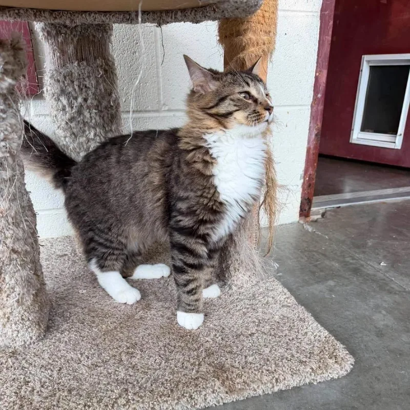 An adult medium-sized male Domestic Short Hair cat named Mikey for adoption in Shinnston, WV