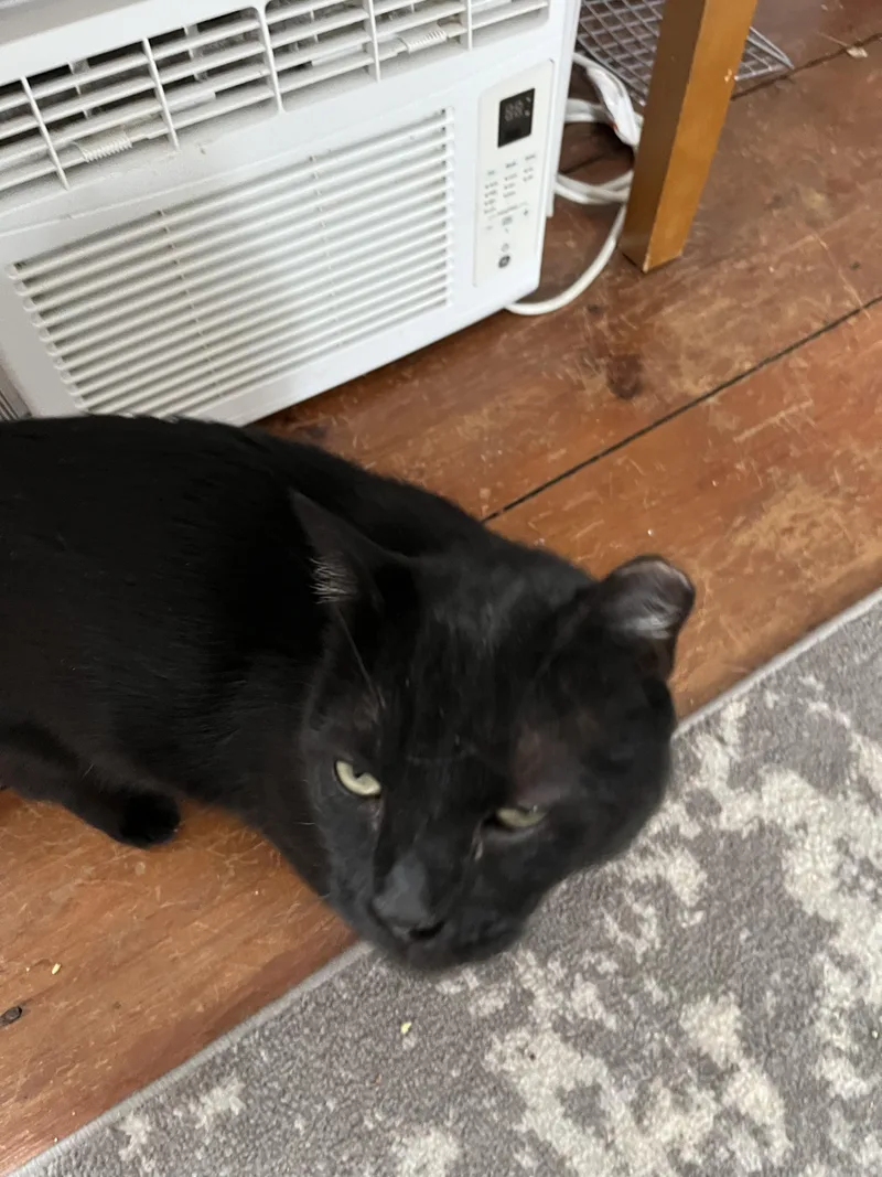 An adult medium-sized male Black Domestic Short Hair cat named Stoner for adoption in New York, NY