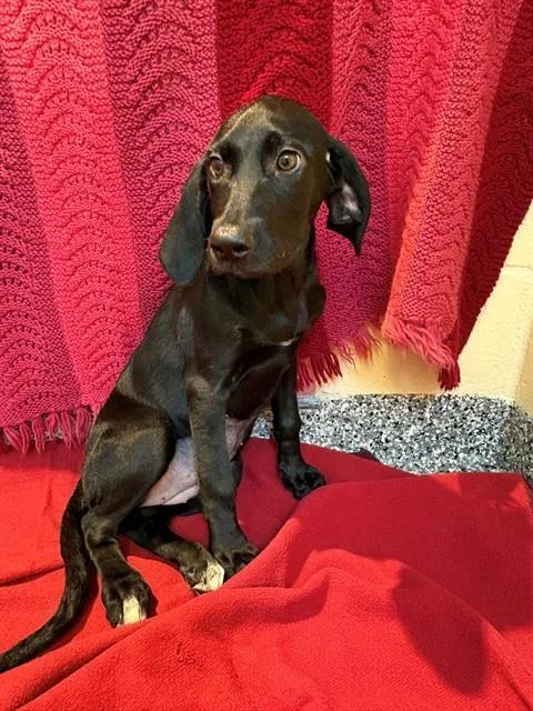 A baby medium-sized female Labrador Retriever dog named Daisy for adoption in Boston, MA