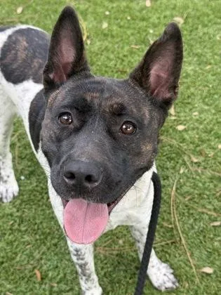 A young medium-sized female Akita dog named Samantha for adoption in Daytona Beach, FL