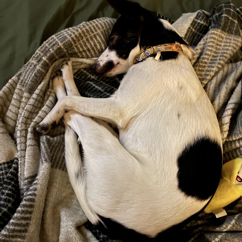 An adult small-sized female Jack Russell Terrier dog named Cassie for adoption in West Valley, UT