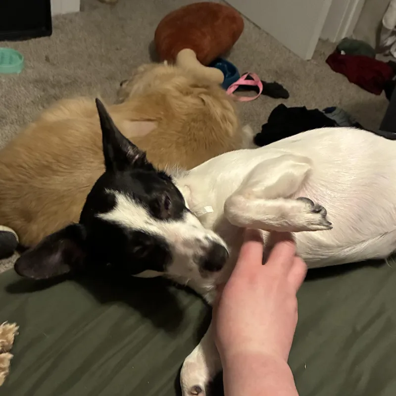 Cassie thumbnail 3