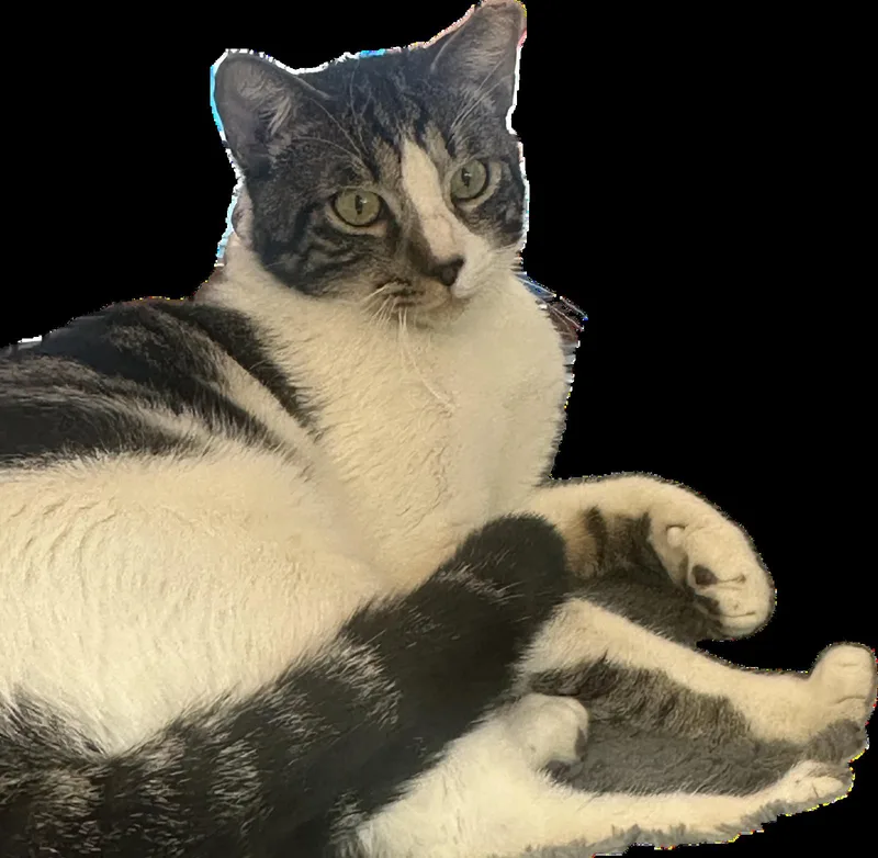 An adult medium-sized male Tabby cat named Pretty Boy for adoption in Palo Alto, CA