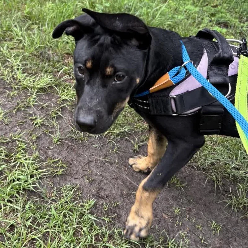 A baby medium-sized female Black Mixed Breed dog named Hermione for adoption in Middleburg, FL