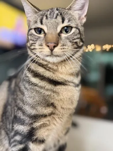 A baby medium-sized male Tabby (Brown / Chocolate) Domestic Short Hair cat named Silas for adoption in Liverpool, TX