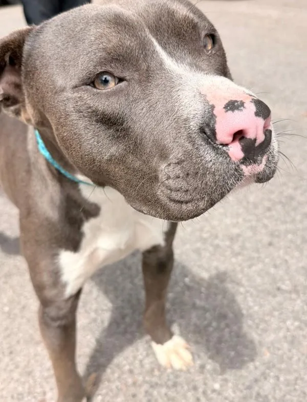 An adult large-sized male Pit Bull Terrier dog named Hercules for adoption in Mobile, AL