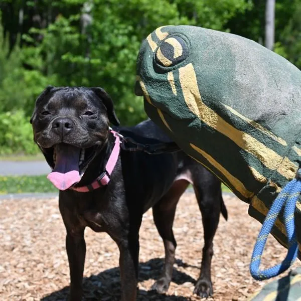 An adult medium-sized female Rottweiler dog named Luna for adoption in Virginia Beach, VA
