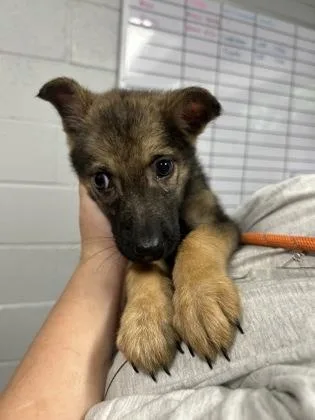 A baby small-sized female German Shepherd Dog dog named Pixie for adoption in West Chester, PA