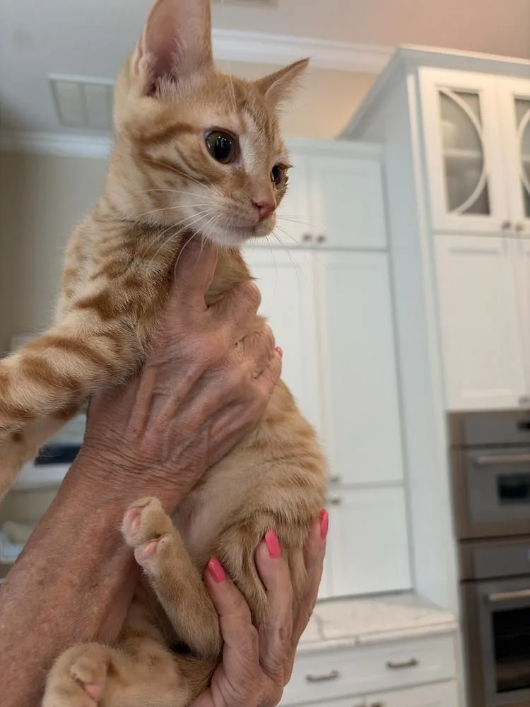 A baby small-sized male Tabby (Orange / Red) American Shorthair cat named Lynx for adoption in Tampa, FL