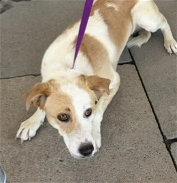 An adult medium-sized male Terrier dog named Skittles for adoption in Bakersfield, CA