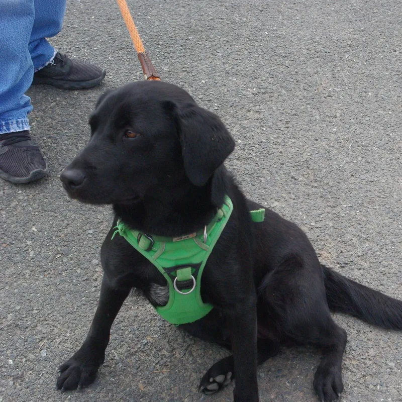 A young medium-sized female Black Labrador Retriever dog named April for adoption in Baker City, OR