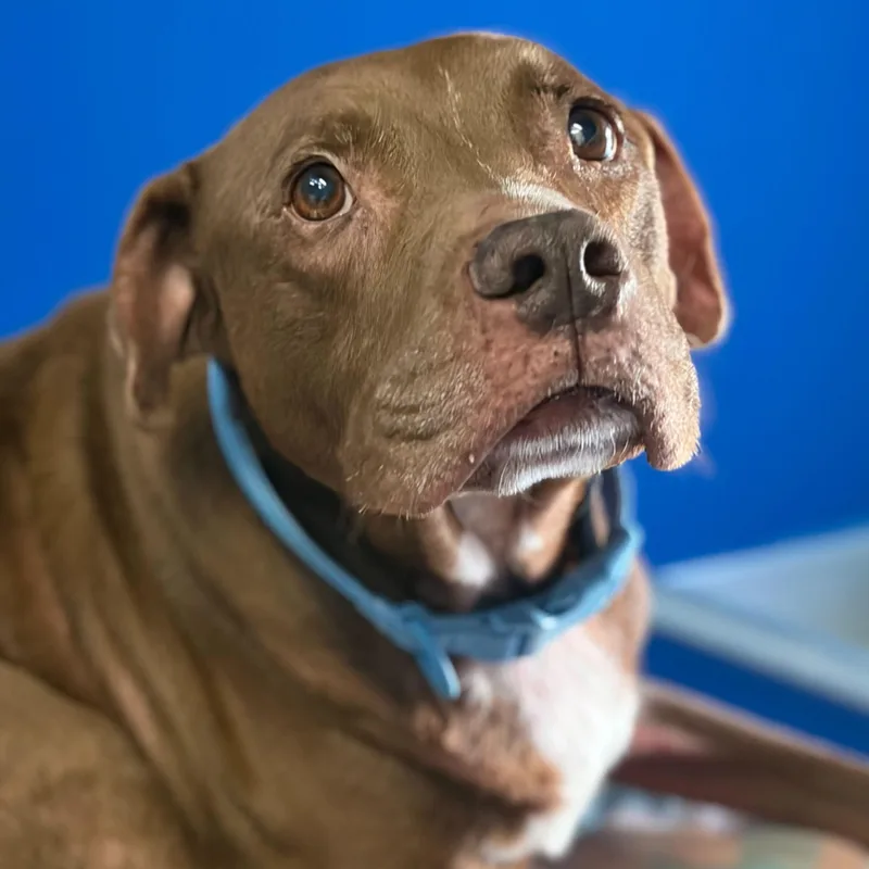 A senior large-sized male Black Mixed Breed dog named Beast for adoption in Fernandina Beach, FL
