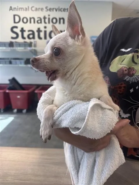 A senior small-sized female Chihuahua dog named Bernice for adoption in San Antonio, TX