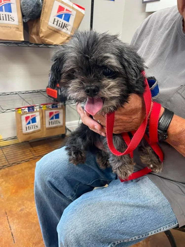 A senior small-sized male Black Shih Tzu dog named Rusty for adoption in Bolivar, MO
