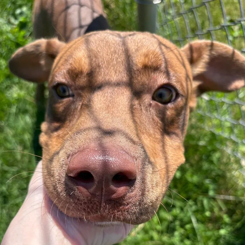 A young medium-sized male Brown / Chocolate Mixed Breed dog named Boudreaux for adoption in Brookfield, WI