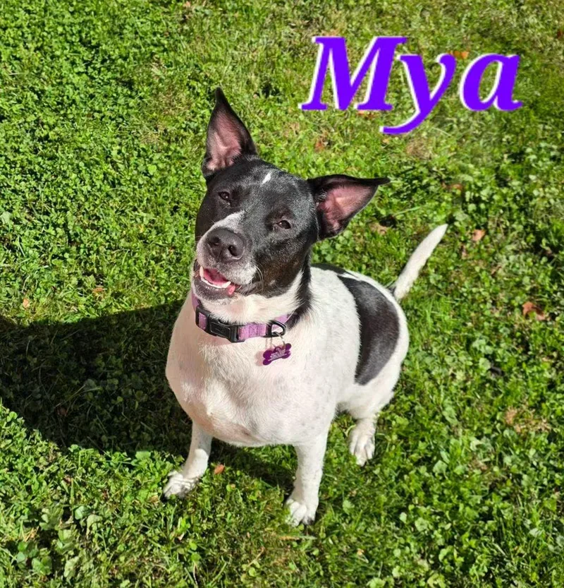 A young medium-sized female Hound dog named Mya for adoption in Washington , PA