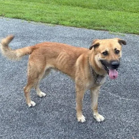 An adult large-sized male Yellow / Tan / Blond / Fawn Mixed Breed dog named Bucky for adoption in Jeffersonville, IN
