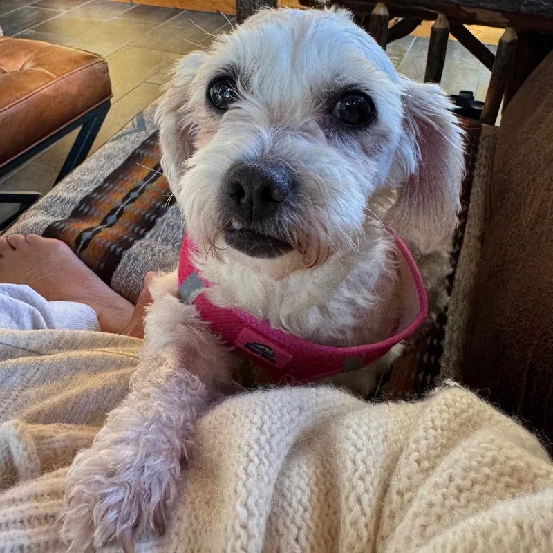 A senior small-sized female White / Cream Bichon Frise dog named Ellie May for adoption in Park Falls, WI
